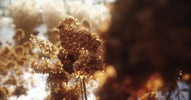 Сухая Hydrangea Paniculata Зимой Прекрасные Букеты Сухих Оранжевых Цветов Солнечный — стоковое видео