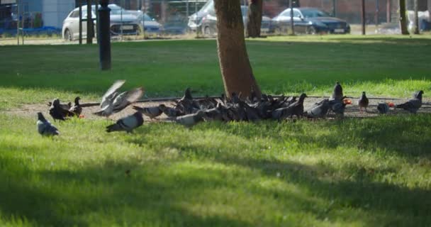 市内の公園でパンを食べる灰色のハト 公園の美しい晴れた夏の日に新鮮な緑の芝生で美しい暖かい天気を楽しんでいる鳥 — ストック動画