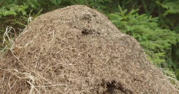 Closeup Άποψη Στην Κορυφή Της Μυρμηγκιάς Από Πευκοβελόνες Και Κλαδιά — Αρχείο Βίντεο