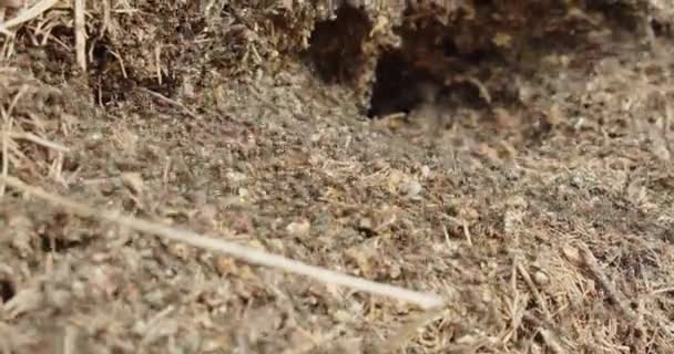 Closeup Άποψη Της Μυρμηγκιάς Από Πευκοβελόνες Και Κλαδιά Αποικία Των — Αρχείο Βίντεο
