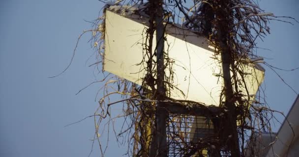 Uma Lâmpada Rua Led Com Uma Mistura Difusa Planta Crescimento — Vídeo de Stock