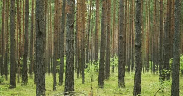 Grünwald Bäume Märchenwald Bäume Mustern Kamerabewegung Wald Wunderbare Grüne Und — Stockvideo