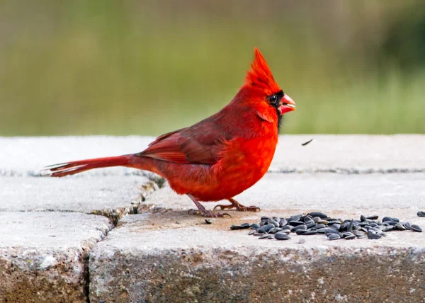 Cardenal y semillas de girasol — Foto de Stock