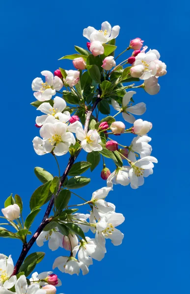 Kukkivat Crab Apple Branch — kuvapankkivalokuva