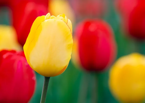 Tulipas amarelas e vermelhas — Fotografia de Stock