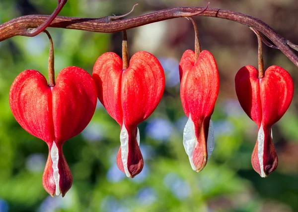 Sangrado rojo flores del corazón — Foto de Stock