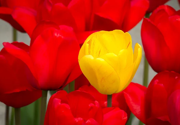 Tulipán amarillo excepcional — Foto de Stock