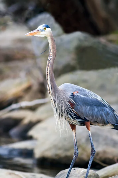 Grote blauwe reiger — Stockfoto