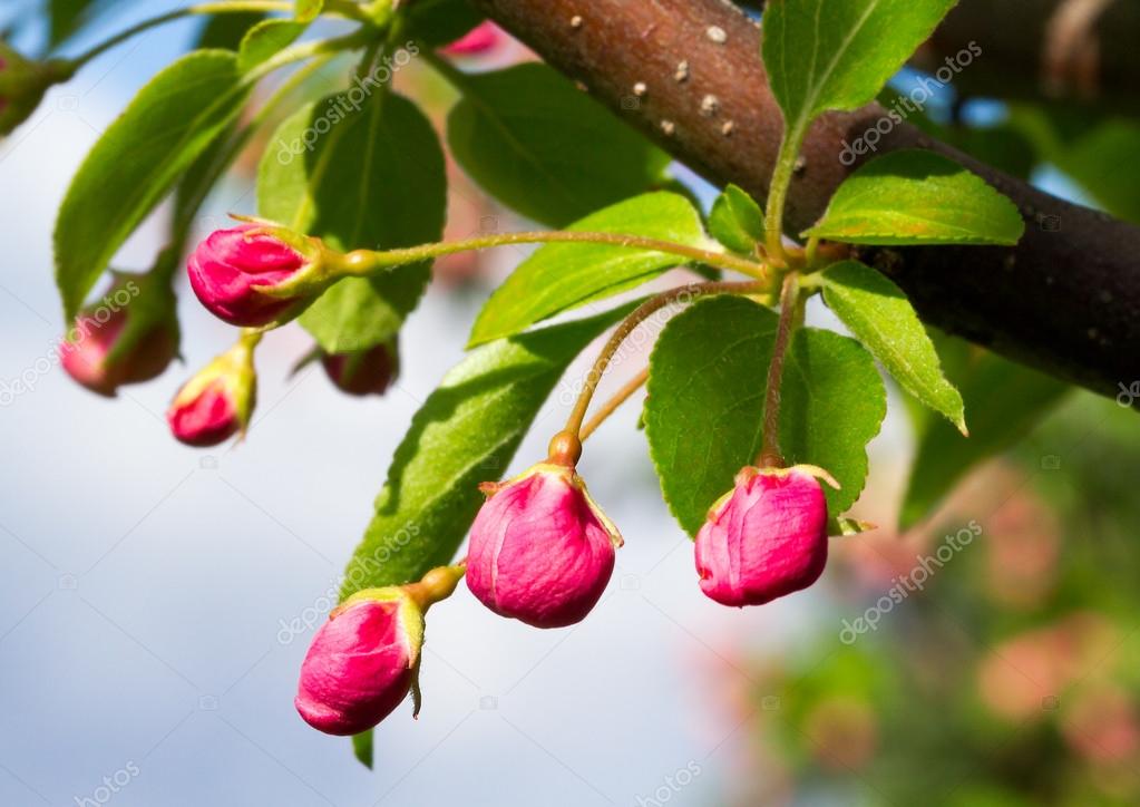 Pink Crab Apple Blossoms Stock Photo by 24748009