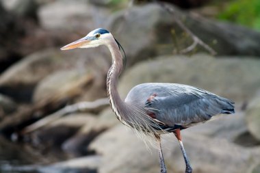 Büyük Mavi Balıkçıl