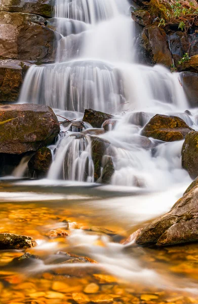 Laurel faller — Stockfoto