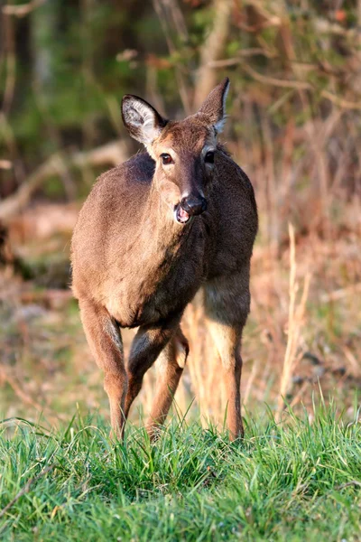 Deer in Cades Cove — Stock Photo, Image