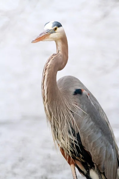 Grote blauwe reiger — Stockfoto