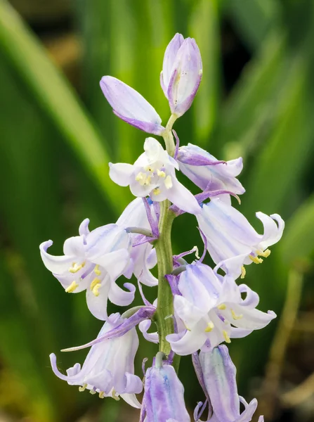 İspanyol bluebells — Stok fotoğraf