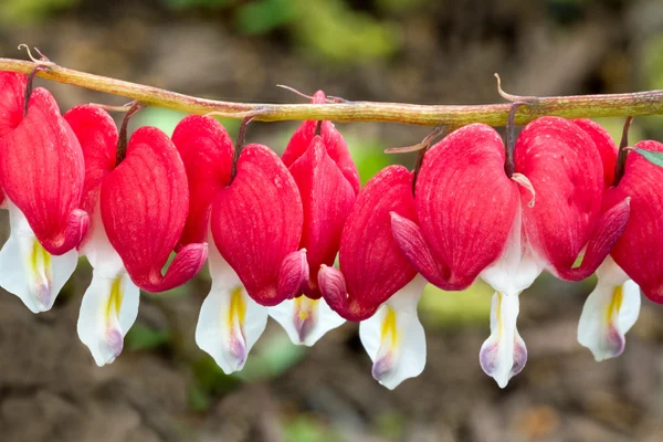 Cuori sanguinanti in fila — Foto Stock