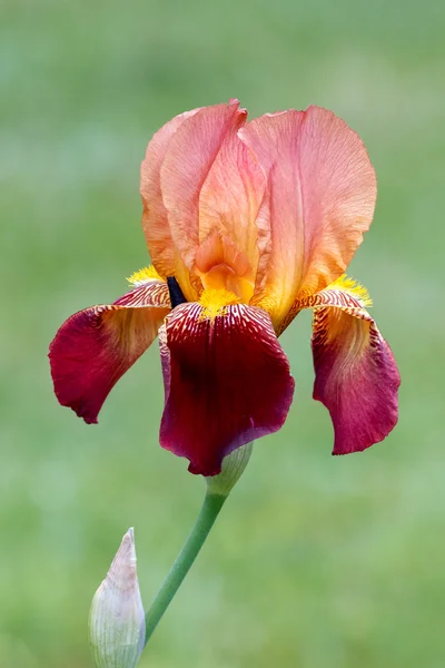 Bunte bärtige Irisblume — Stockfoto
