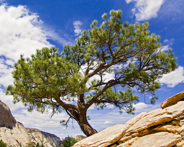 Tree Atop Angels Landing, Zion
