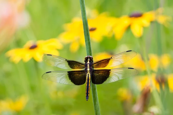 Vedova Skimmer Dragonfly — Foto Stock