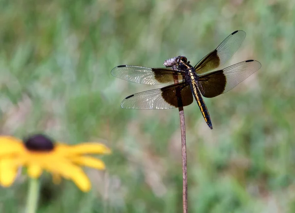 Perching Dragonfly — Stock Photo, Image