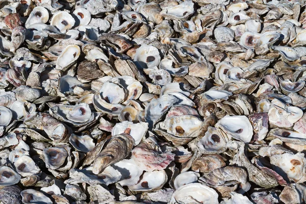 Oyster shell hromada — Stock fotografie