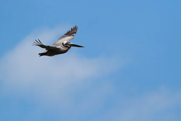 Höhenflug des Pelikans — Stockfoto