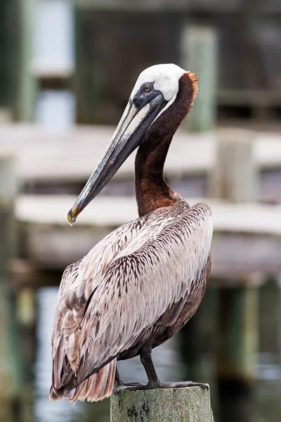 Posierender Pelikan — Stockfoto