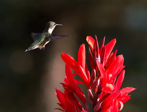 Hummingbird en rode cana — Stockfoto