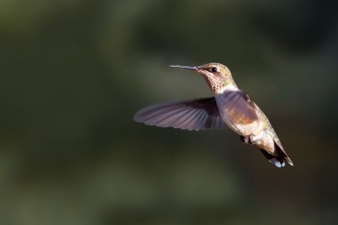 Hummer