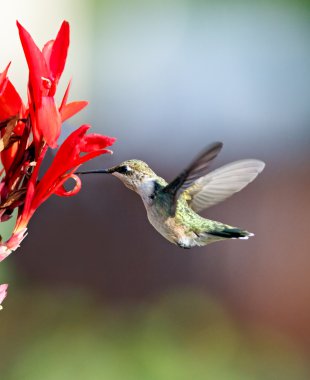 sinek kuşu ve kırmızı cana çiçeği