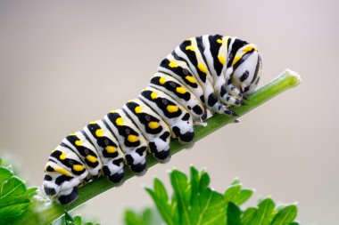 Black Swallowtail Caterpillar on Parsley clipart