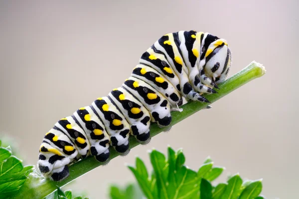 Siyah swallowtail caterpillar maydanoz üzerinde — Stok fotoğraf