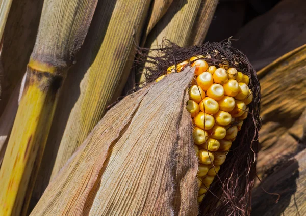 Yellow Field Corn in the Husk — Stock Photo, Image