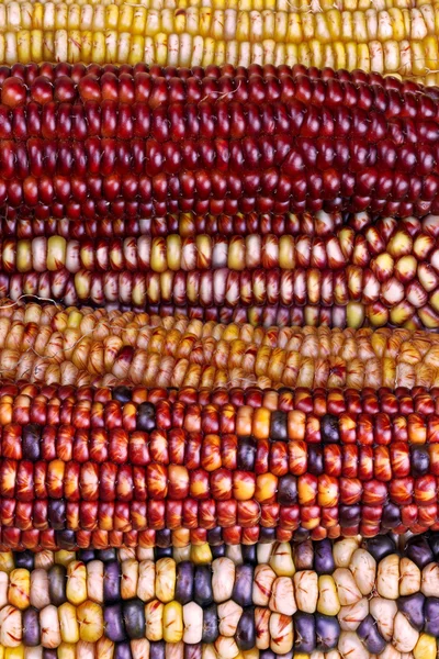 Amazing Indian Maize — Stock Photo, Image