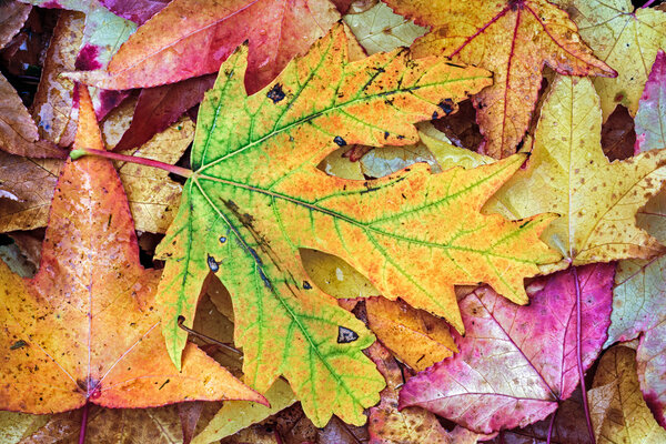 Intensely Colorful Fall Foliage