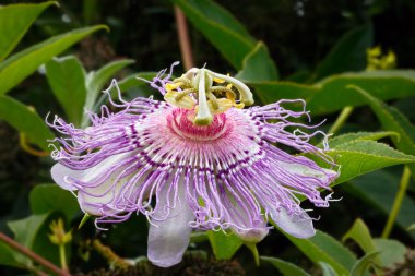 tutku çiçekflor de la pasión