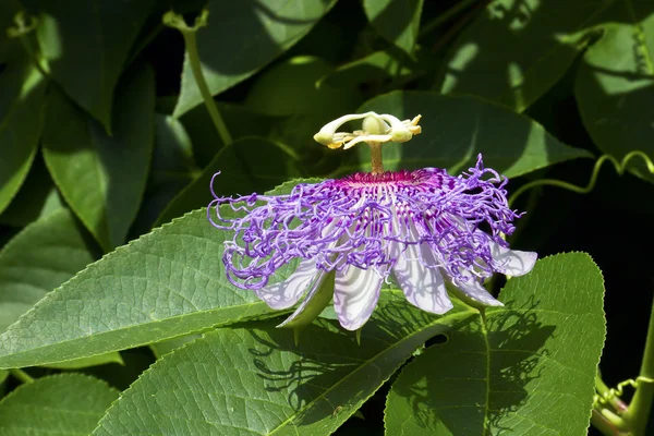 보라색 꽃 시계 덩굴 — 스톡 사진