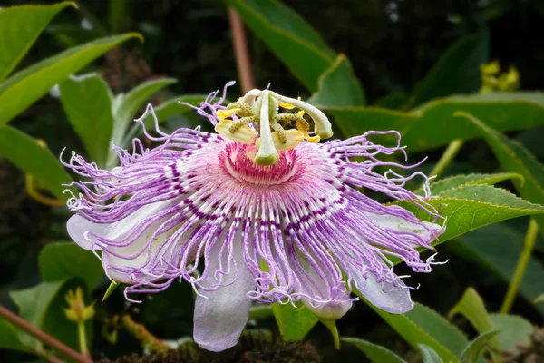 Flor da paixão — Fotografia de Stock