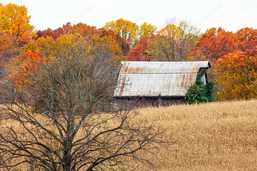 Autumn Barn and Tree in Cornfield