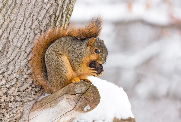 Squirrel Feasts in the Snow