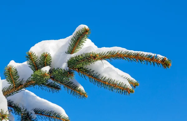 雪に覆われた松の枝 — ストック写真