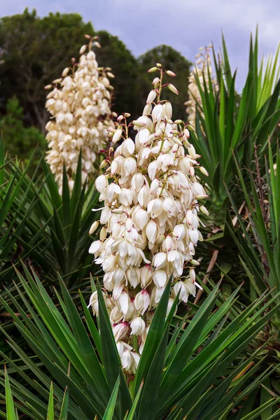 Remendo de Yucca — Fotografia de Stock