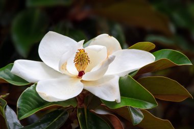 Southern Magnolia Blossom clipart