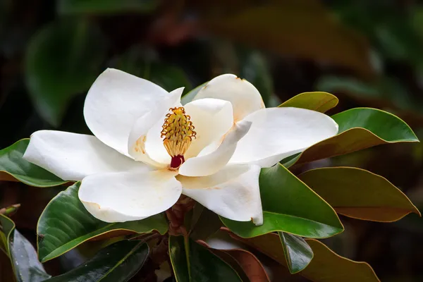 Zuidelijke magnolia bloesem — Stockfoto