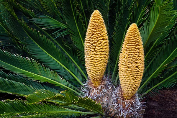 Sago palm med pollen kottar — Stockfoto