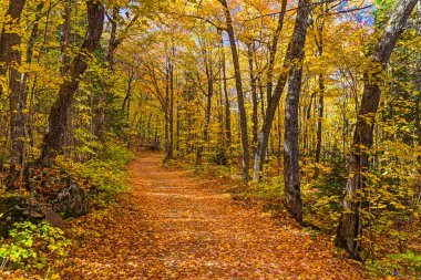 Michigan ormana düşmek