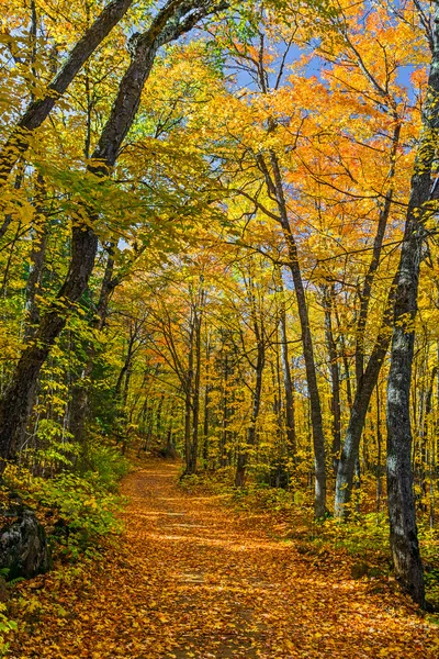 Otoño Norte Madera — Foto de Stock