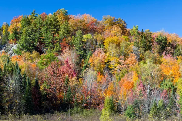 鮮やかな秋の丘 — ストック写真