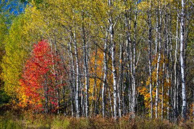 North woods sonbahar