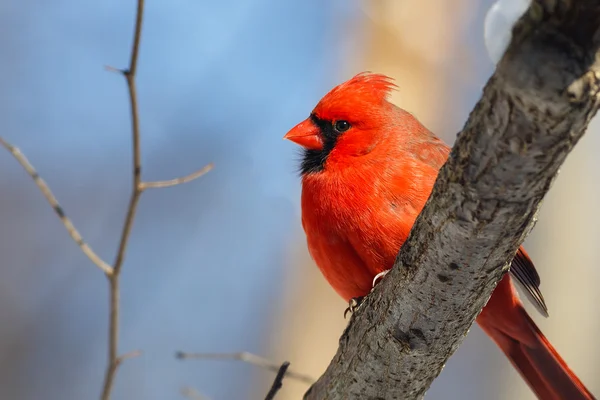 Ormanda erkek Kardinal — Stok fotoğraf