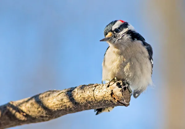 Male Downy Woodpecker on Limb — Stock Photo, Image